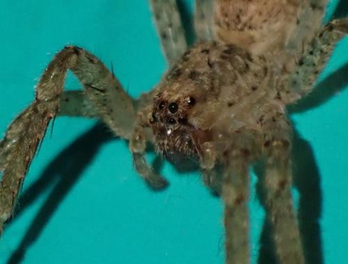 Réf. 355 238 : Zoropsis spinimana